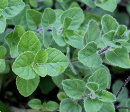 Origanum vulgare