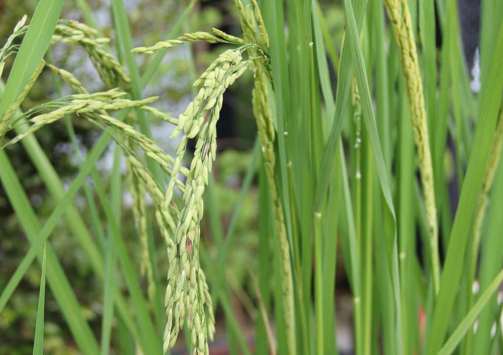 Oryza sativa