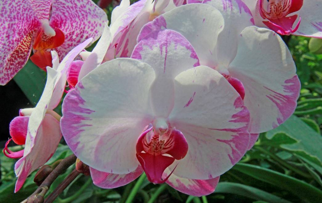 Phalaenopsis Champion Lightning