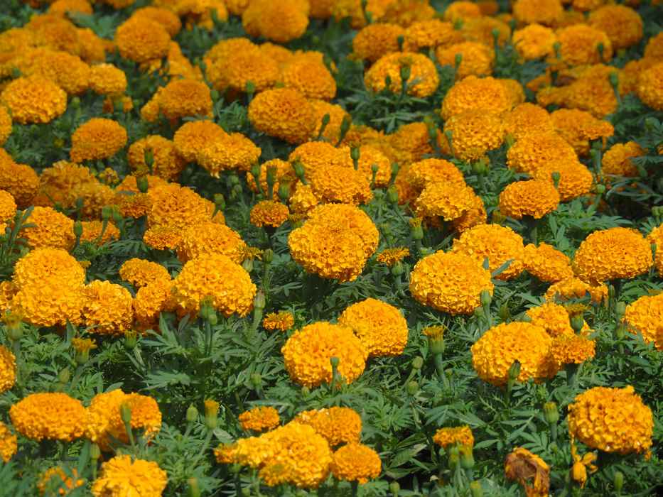 Tagetes erecta