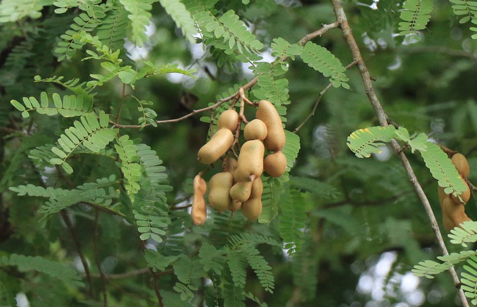 Tamarindus indica