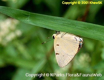 Copyright belong to photographer.