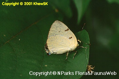 Copyright belong to photographer.