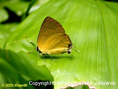 Copyright belong to photographer.