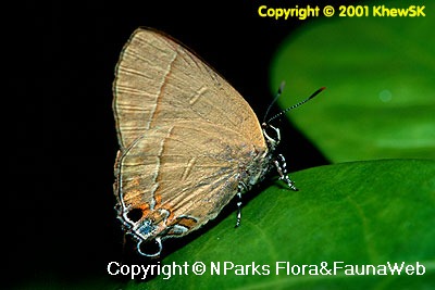 Copyright belong to photographer.