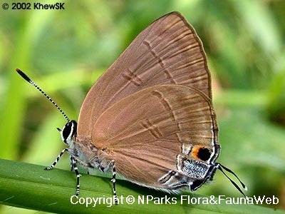 Copyright belong to photographer.