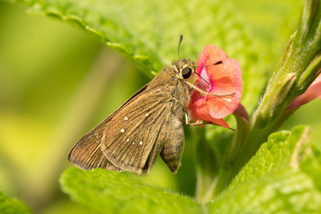 Small Branded Swift on flower