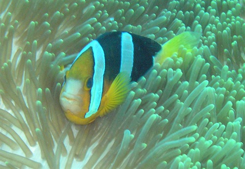 NParks | Amphiprion clarkii