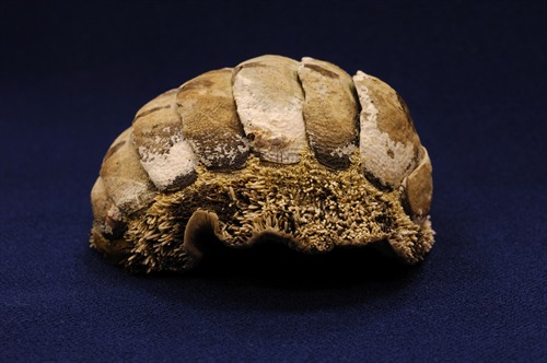 When alive and creeping over the rock surface, the animal would be flatter and less curled than this preserved specimen.