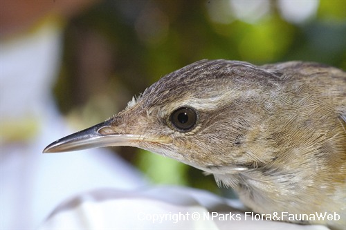 Copyright belong to photographer. 