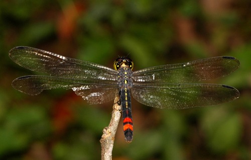 Copyright belongs to photographer.