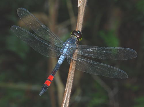 Copyright belongs to photographer.