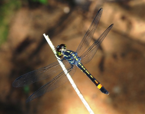 Copyright belongs to photographer.