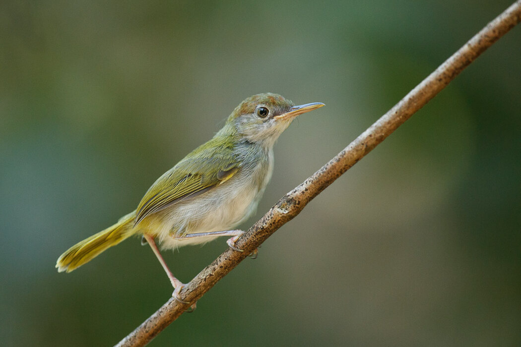 Dark-necked Tailorbird on branch