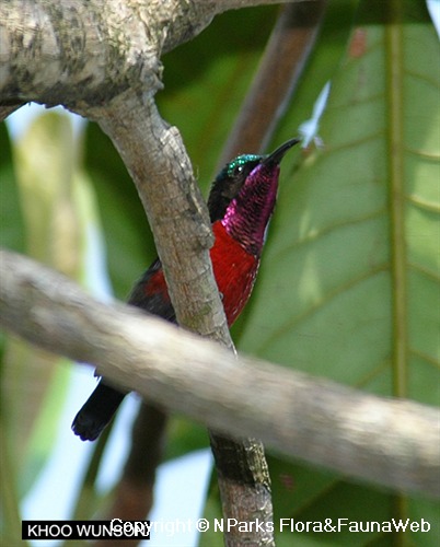 Copyright belong to photographer.