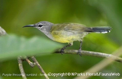 Copyright belong to photographer.