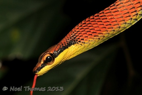 Expanded neck region clearly reveals&nbsp;the&nbsp;bright orange-red scales of D. kopsteini.<br />
Copyright belongs to photographer.