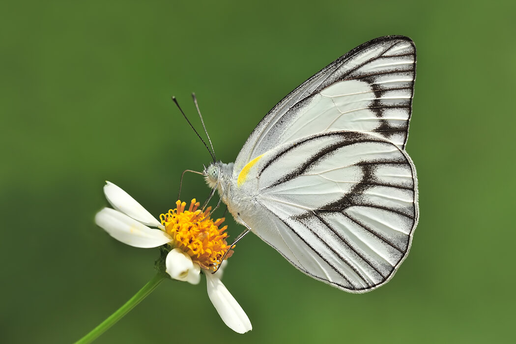 Striped Albatross on leaf