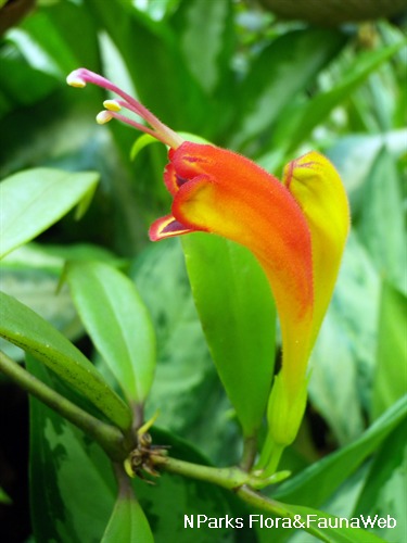Side view of flower