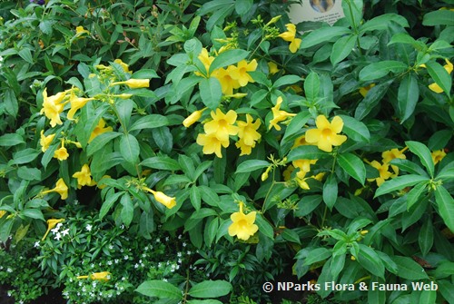 NParks Allamanda cathartica