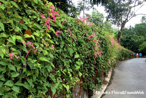 The Evergreens Shade Plants