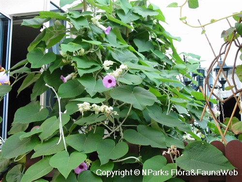 Pansaar - Elephant Creeper سمندر سوگھ Samandar Shokh (Hawaiian Baby  Woodrose) is a plant from the Convolvulaceae family it also knows as  Elephant Creeper, silky elephant glory, woolly morning glory. It is