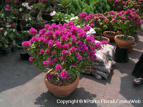 NParks | Bougainvillea 'Torch Glow'