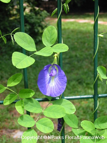 Butterfly pea flower plant deals