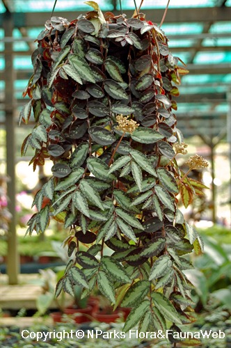 Nparks Procris Repens