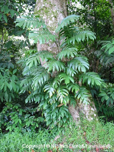 Epipremnum pinnatum - young epiphyte on tree trunk