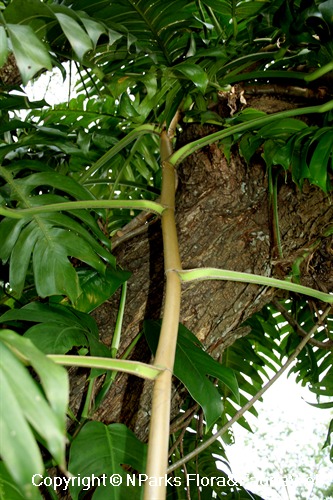 Epipremnum pinnatum - descending shoot
