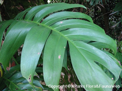 Epipremnum pinnatum marble – Jax's Jungle