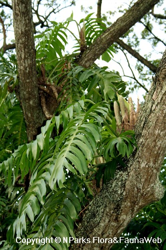Epipremnum pinnatum - wilted inflorescence (middle right)