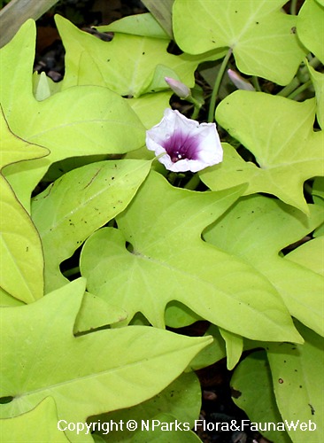 NParks Ipomoea batatas 'Margarita'