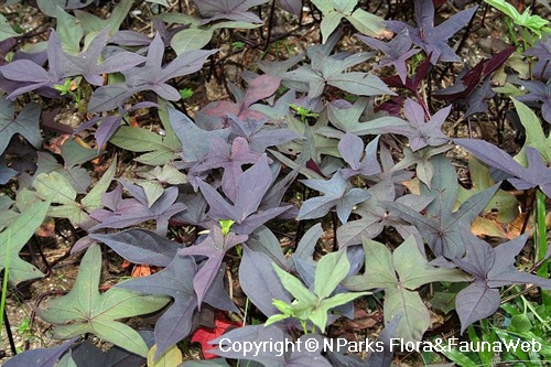 Ipomoea batatas 'Blackie', leaves