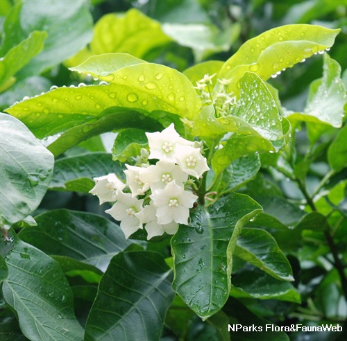 NParks | Vallaris glabra
