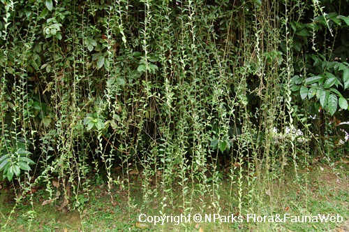 Vernonia Elaeagnifolia Curtain Creeper Plant – myBageecha