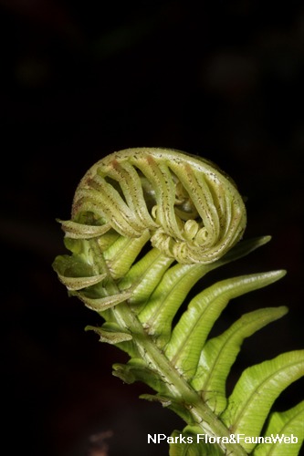 Young frond