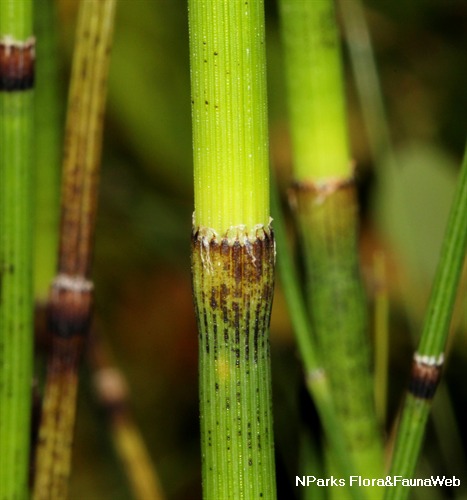 NParks | Equisetum hyemale