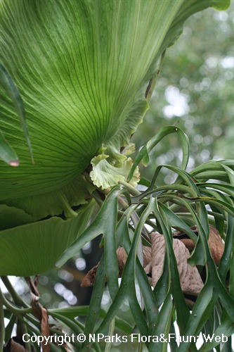 Nparks Platycerium Coronarium