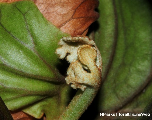 Nparks Platycerium Ridleyi