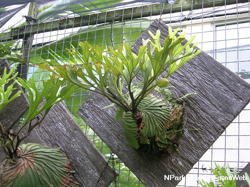 Nparks Platycerium Ridleyi