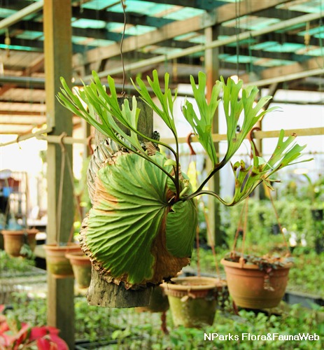 Nparks Platycerium Ridleyi