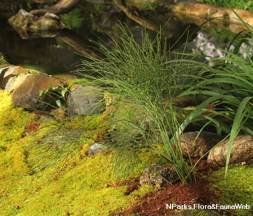 NParks | Psilotum nudum