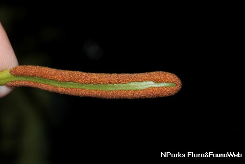 NParks | Pyrrosia piloselloides