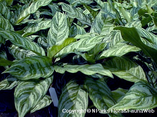 NParks | Aglaonema commutatum