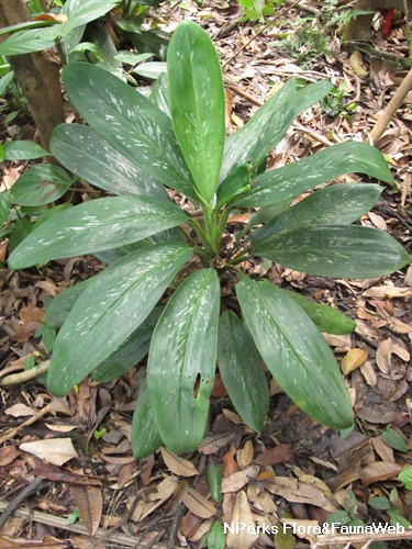 NParks | Aglaonema nitidum