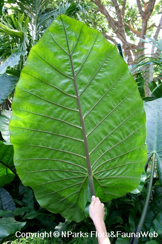 Alocasia macrorrhizos 'Metallica', leaf underside
