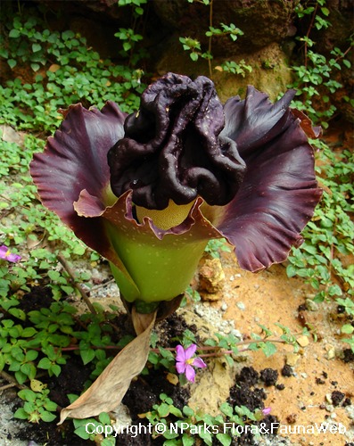 Amorphophallus paeoniifolius, flower