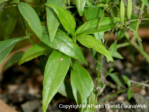 Andrographis paniculata, close-up view of leaves